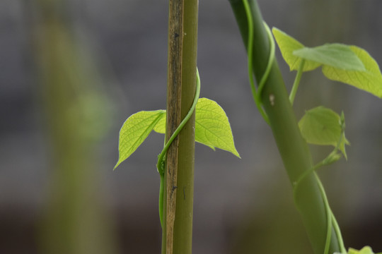 发芽的植物