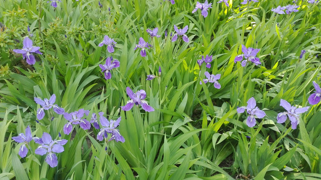 鸢尾花