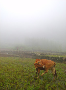 云南山水田园风光