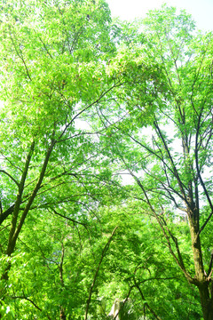 绿色树林素材