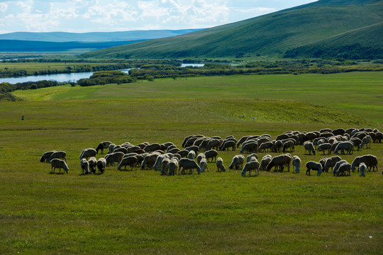 草原湿地羊群