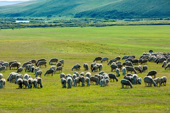 草原羊群湿地
