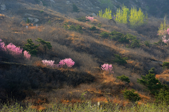 黄土高原