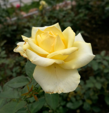 淡黄色的玫瑰花