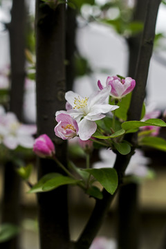 海棠花