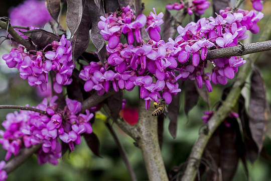 紫荆花与蜜蜂