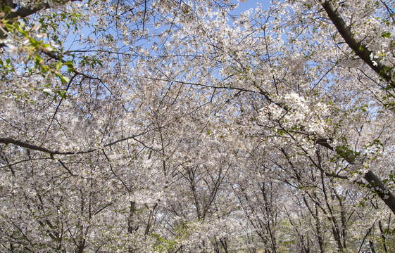 樱花林里春烂漫