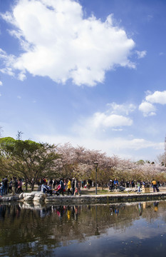 岸上樱花湖色春