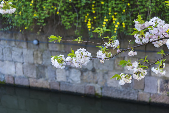 水畔樱花