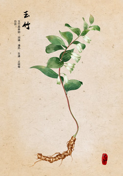 玉竹