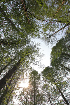 林间仰望天空