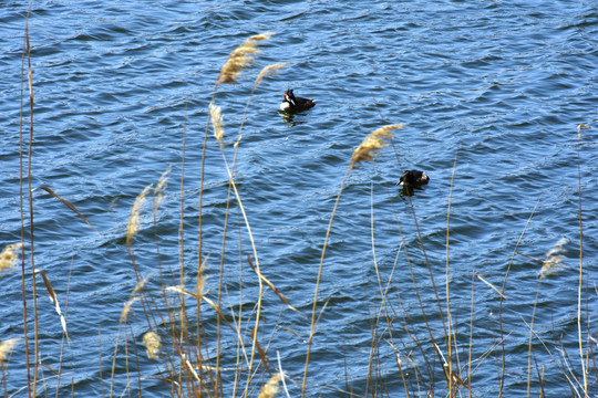 湖泊中的鸭子