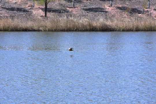 湖中飞的鸭子