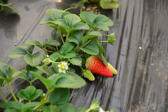 草莓秧