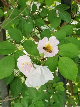 蜜蜂采蜜