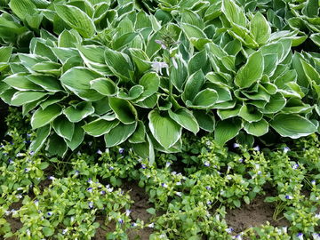 绿植背景