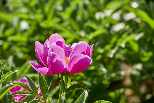 芍药