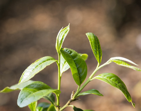 茶叶