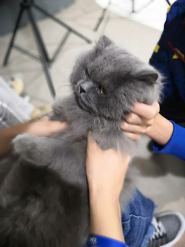 撸灰猫