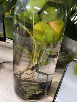 水瓶栽培