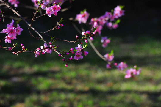 桃花