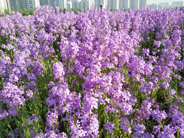 欧亚香花芥