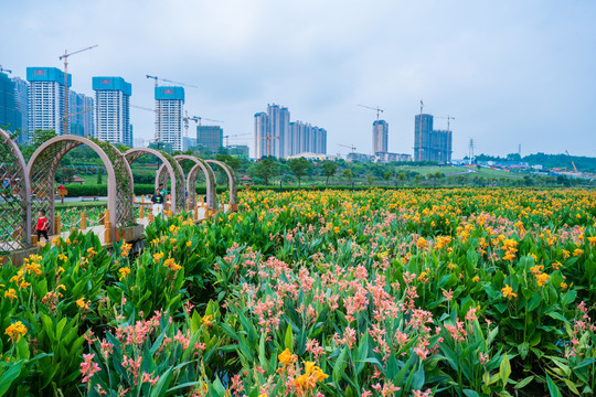 那考河湿地公园美人蕉种植基地