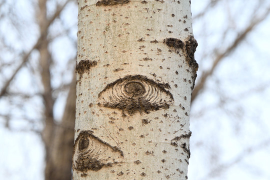 杨树眼睛