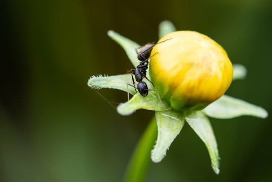 黄色花蕾上的黑蚂蚁特写