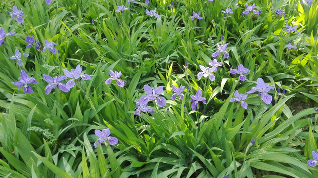 鸢尾花