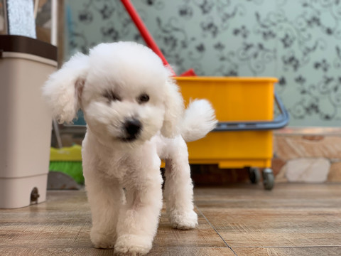 比熊犬