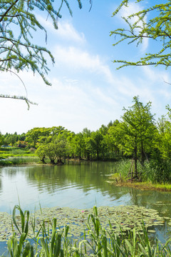 生态森林