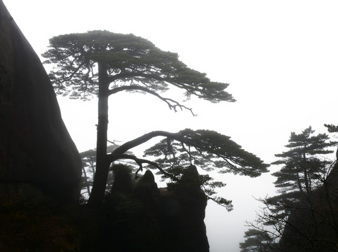 黄山迎客松