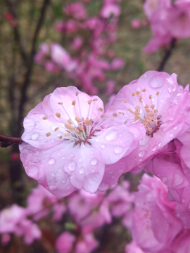 榆叶梅花