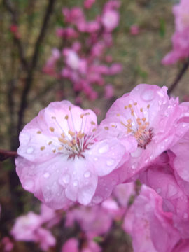 榆叶梅花