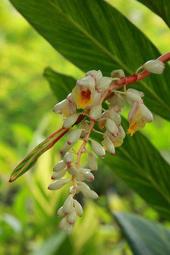 一束花