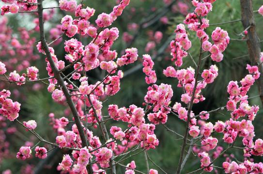 红桃花