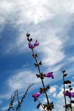 一枝花