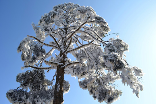 雪松