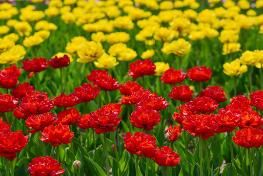 郁金香花圃