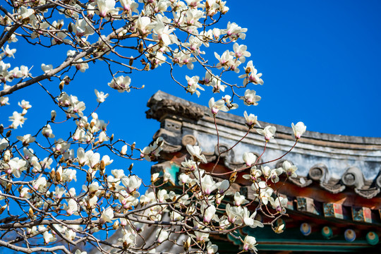 颐和园玉兰花