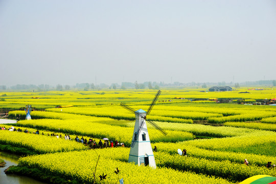 垛田油菜花