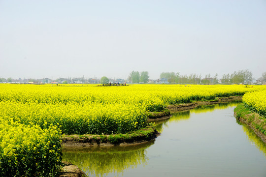 垛田油菜花