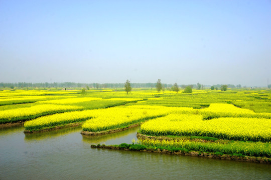 垛田油菜花