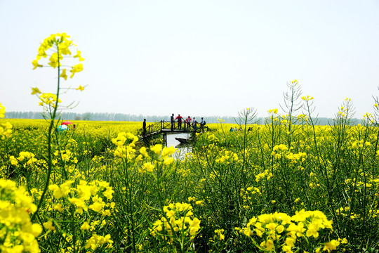 垛田油菜花