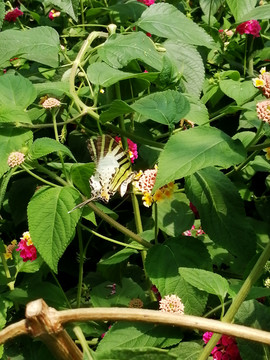 采蜜的白色花蝴蝶