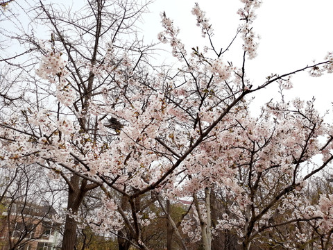 初春绽放的樱花树