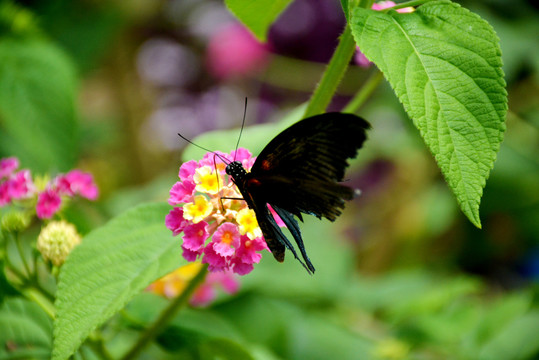 花丛里一只美丽的黑蝴蝶