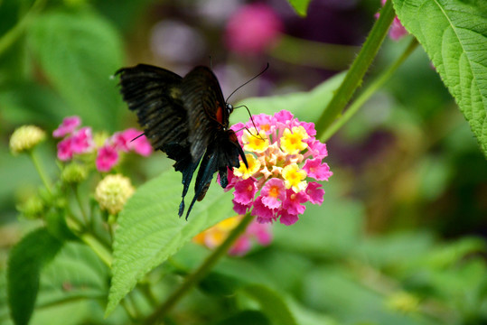 花丛中忙碌的黑蝴蝶