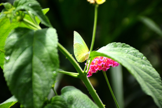 花丛中一只擅长伪装的小蝴蝶